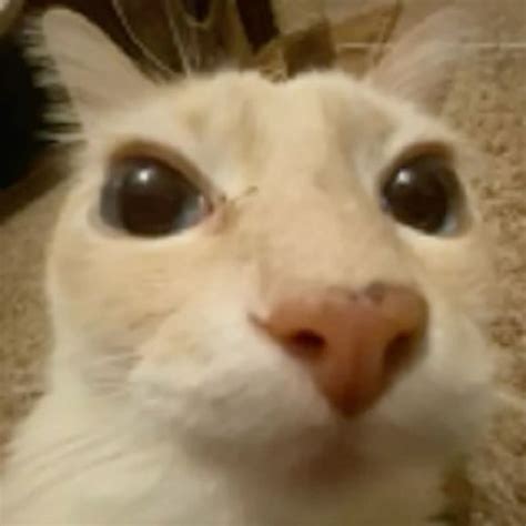 silly cat smirk | Cat memes, Cute cats, Silly cats