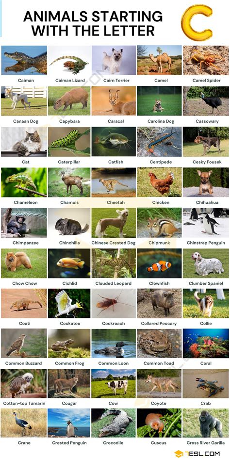 100+ Animals that Start with C: Names, Facts and Pictures • 7ESL