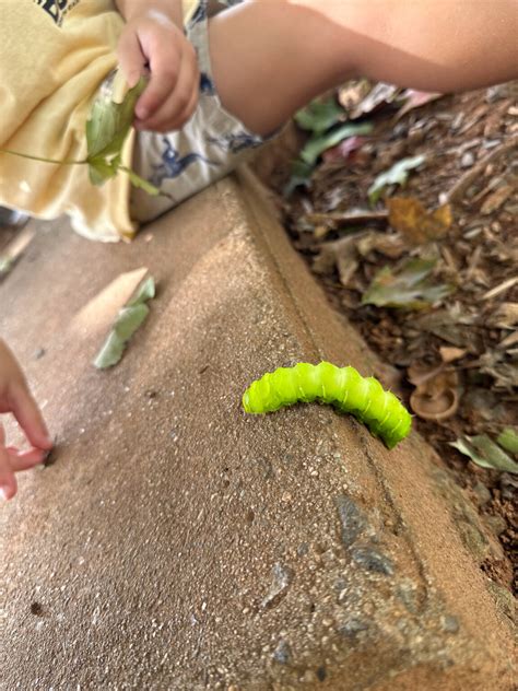 Herman The Worm • Kath Eats | Lifestyle Blog