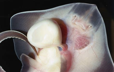 Fun Fact of the Day: Sharks Have Two Penises | Discovery Blog | Discovery