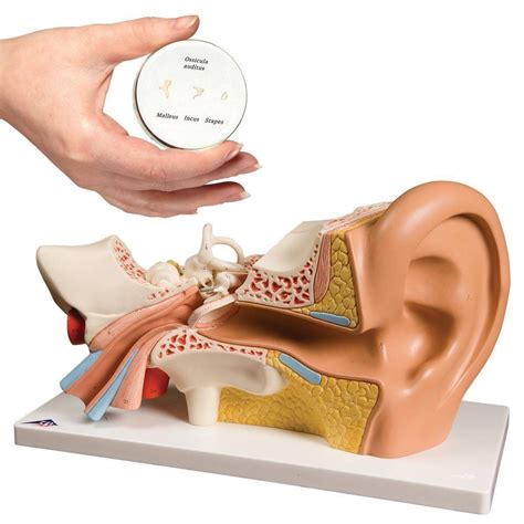 Ear Model Labeled