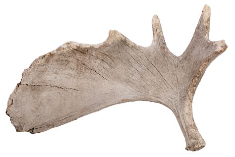 Lot Detail - Large Moose Antler.