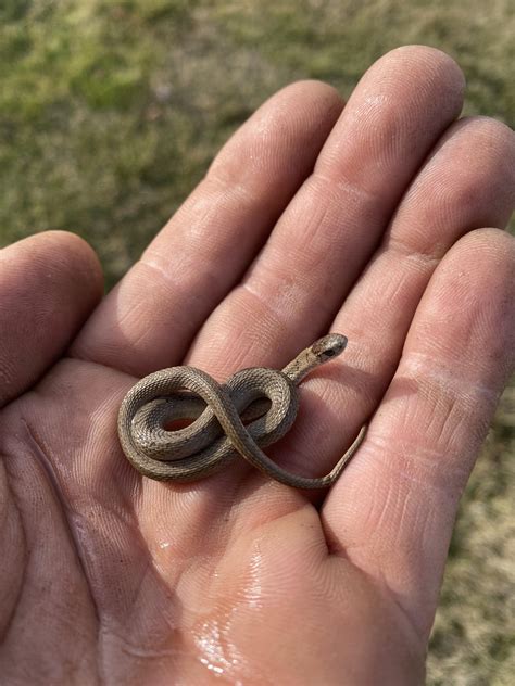 Baby Brown Snake Identification Gwardar • ReWild Perth
