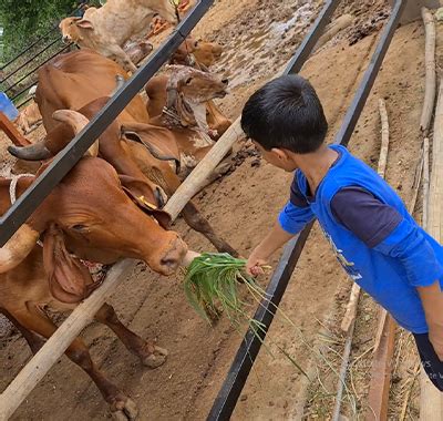 Maharshi gir Gau shala | Maharshi Daduram