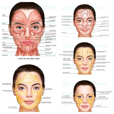 External Skin Face Anatomy