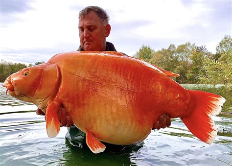 Fisherman lands 67-pound goldfish, may break world record: 'It was ...