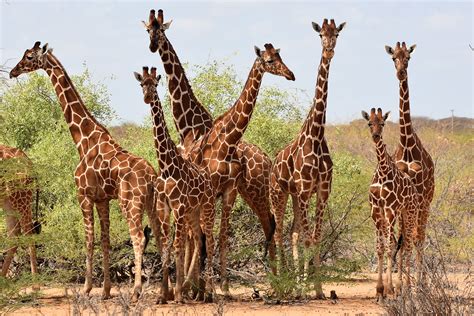 Endangered Species In Kenya