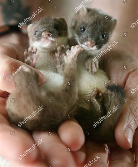 Baby Stoat Pet