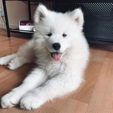How Much Do Samoyed Puppies Usually Cost
