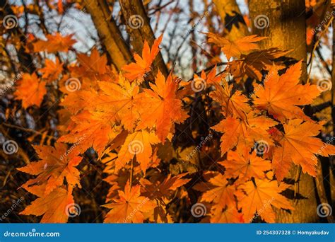 Autumn Maple Leaves of Orange Color on a Tree Branch Stock Photo ...
