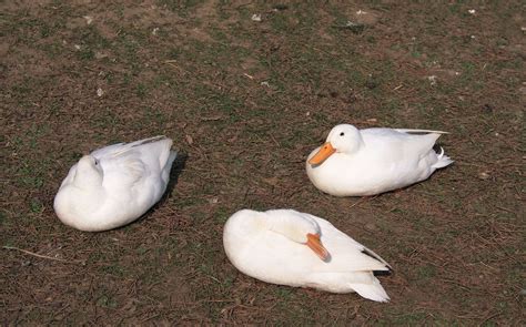 Free Images : wing, beak, fauna, poultry, sleep, three, goose ...