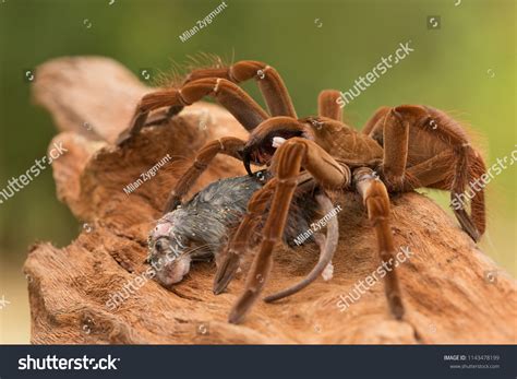 Goliath Birdeater Theraphosa Blondi Belongs Tarantula ภาพสต็อก ...