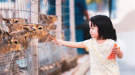 Are Petting Zoos Ethical? - Better Life for Animals