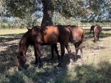 Wind Sucking: Mares And Caslicks