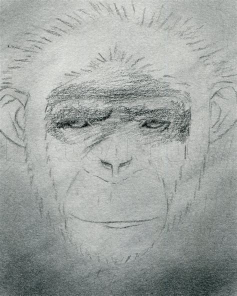 How To Draw A Chimpanzee, Drawing, Step by Step, by finalprodigy - DragoArt