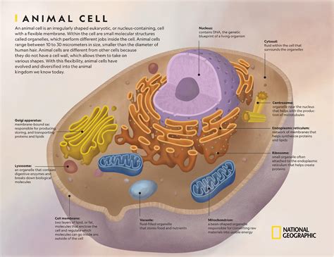 Cell Theory Pictures Discovery Of The Cell And Cell Theory