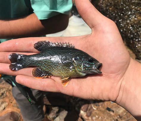 Invasive species: Popular aquarium sunfish found in NH waters • New ...