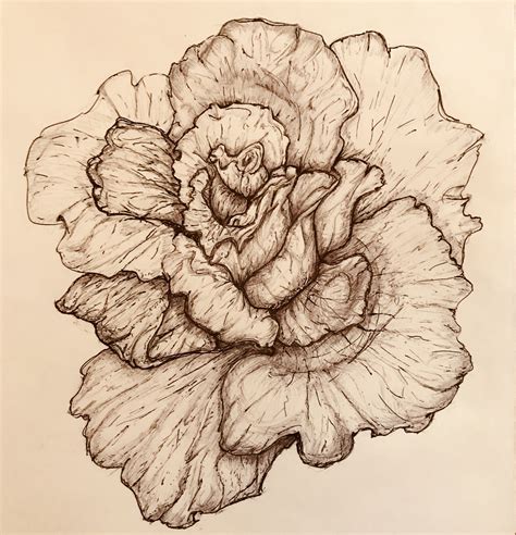Cabbage Rose Drawing at PaintingValley.com | Explore collection of Cabbage Rose Drawing