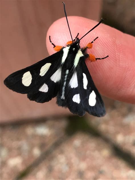 22 Types of Black Moths (Pictures and Identification)