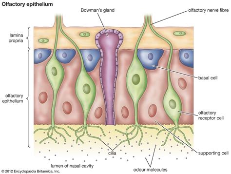 Olfactory epithelium | anatomy | Britannica
