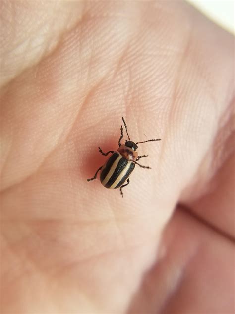 [Oregon] This small striped beetle. Kinda at a loss here. AFAIK, it's ...