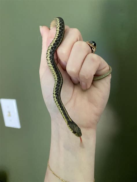 Baby garter snake : r/snakes
