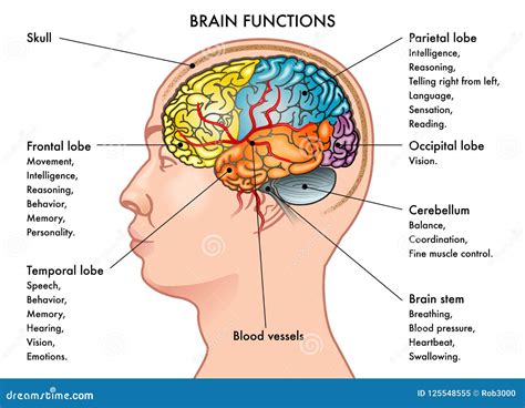 Parts Of The Brain And Their Functions Chart