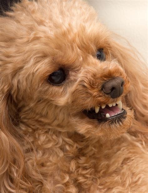 Toy Poodle Aggressive Behavior at Brodie Eldershaw blog