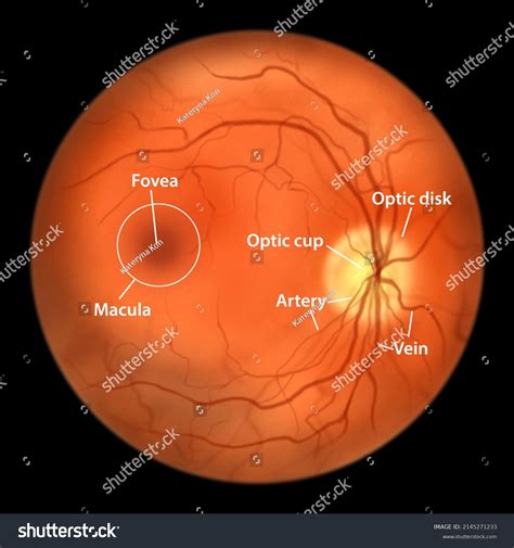 626 Retinal Blood Vessels Images, Stock Photos & Vectors | Shutterstock