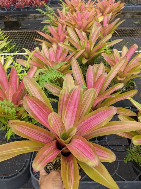 Neoregelia 'Martin' – Tradewinds Tropicals, Inc.