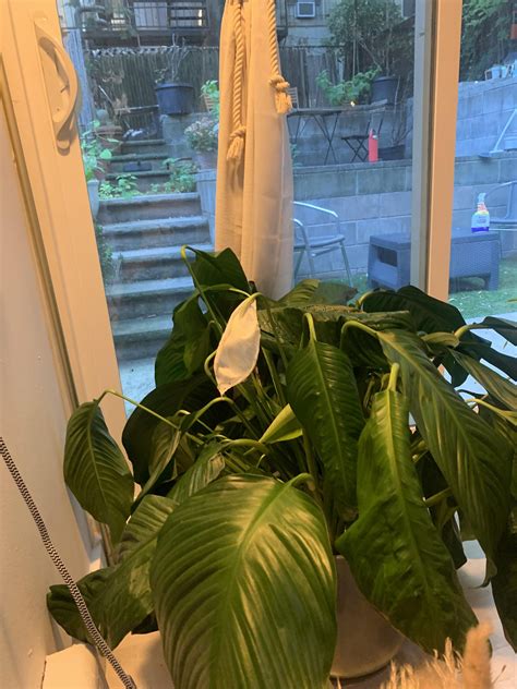 Complete beginner - how to take care of Peace Lily? : r/plants