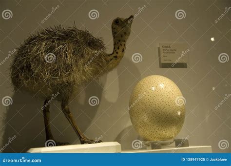 Kiwi Bird Egg Vs Ostrich Egg