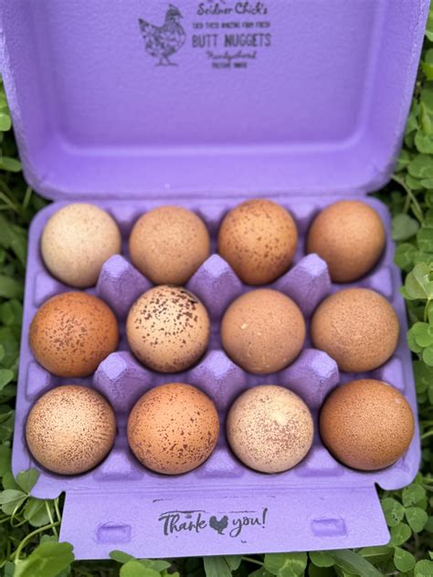 Welsummer Hatching Eggs – Freshly Picked Chicks