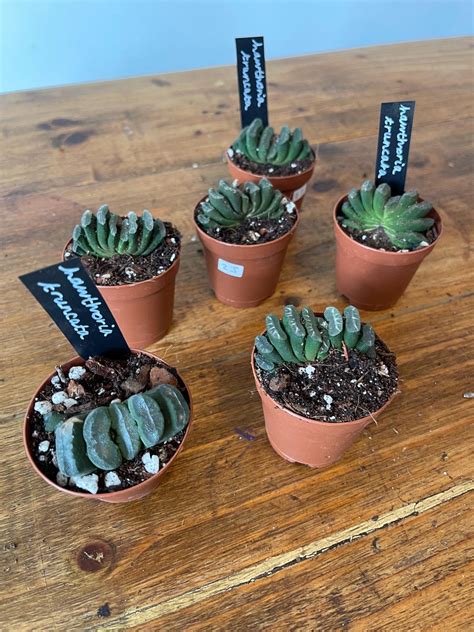 Haworthia Truncata Unusual House Plant Succulent - Etsy UK