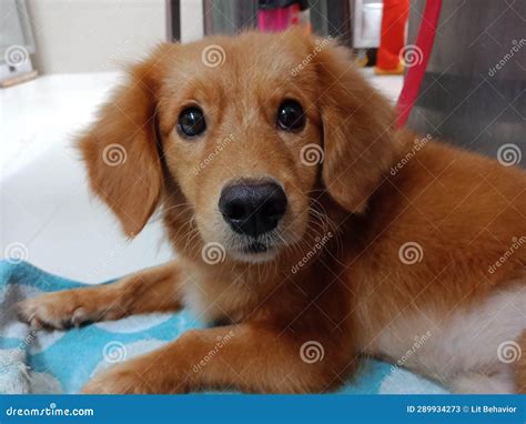 Cute Brown Dog Breed with Big Eyes on Soft Blue Fabric Stock Image ...
