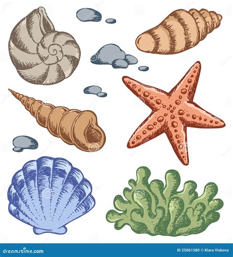 Sea shells drawings 1 stock vector. Illustration of clipart - 25061580