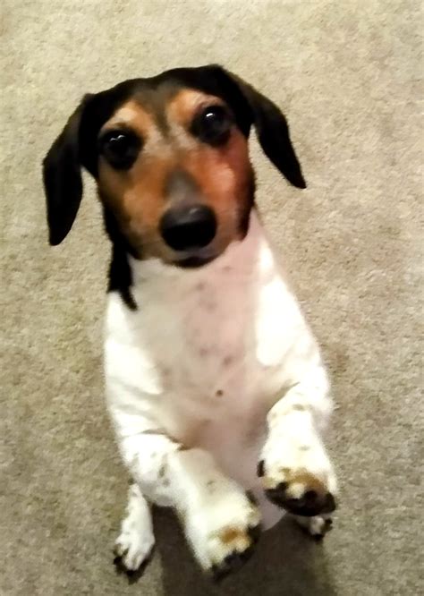 Remembering Spud - Veterinary Cancer Society