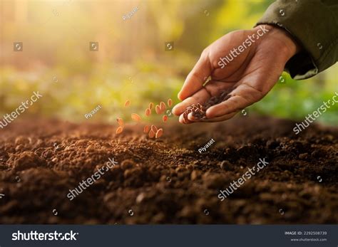 Sowing Seeds