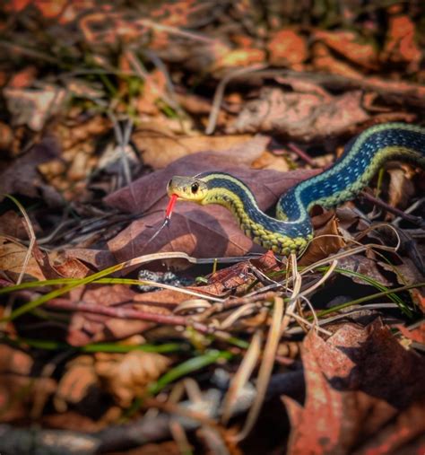 Baby Garter Snake! : r/snakes