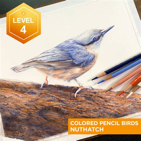 Cute Birds Drawing With Colour Pencil