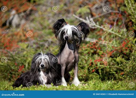 Chinese Crested Hairless and Poderpuff Dogs Stock Image - Image of ...