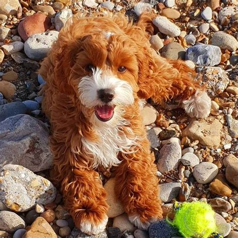 When is a Cockapoo Full Grown? (with Photos)