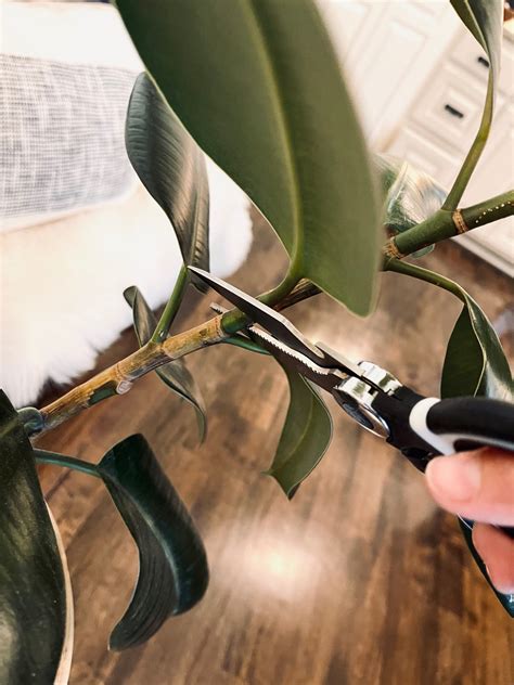 How to Propagate a Rubber Plant - Life Love Larson