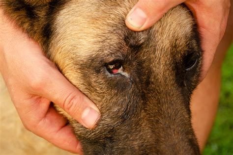 Dog Pink Eye Home Remedy: When Is It Safe To Treat Your Pup's Eye ...