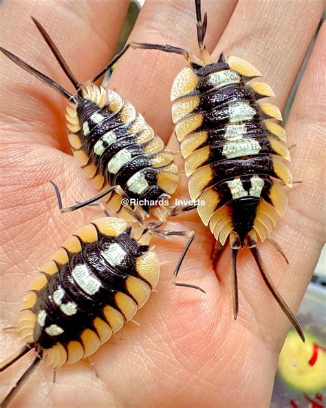 Porcellio expansus "La Sénia" For Sale | Richard's Inverts
