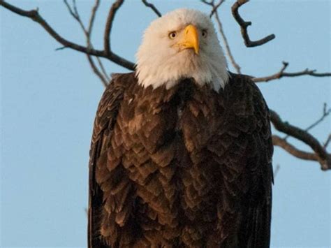 Texas nature park soars with first bald eagle sighting of the season ...