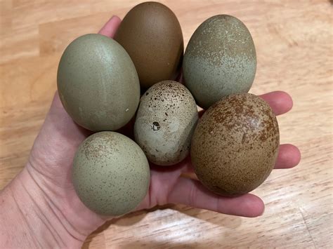 Olive Egger Eggs