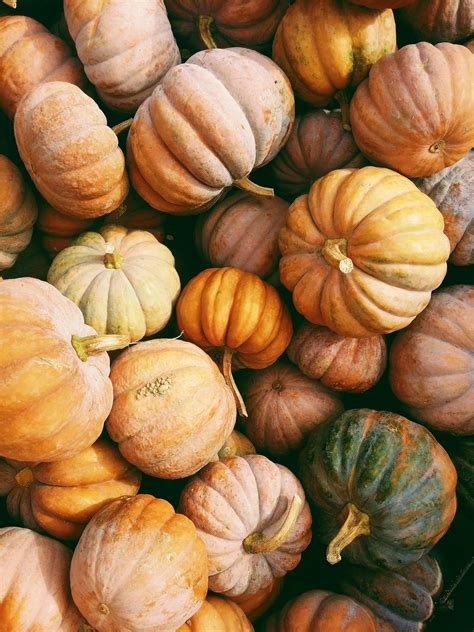 Growing Pumpkins in Containers: A Complete Guide — Meadowlark Journal