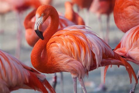 See the Stunning Colors These 15 Birds Develop Through Their Diet ...