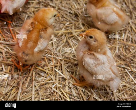 Three week old chicks in a barn brooder Stock Photo - Alamy